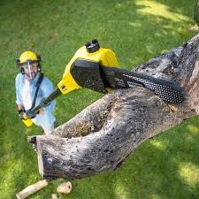 Stoughton, WI Tree Services Company
