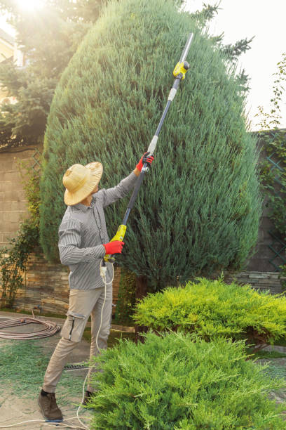 How Our Tree Care Process Works  in  Stoughton, WI